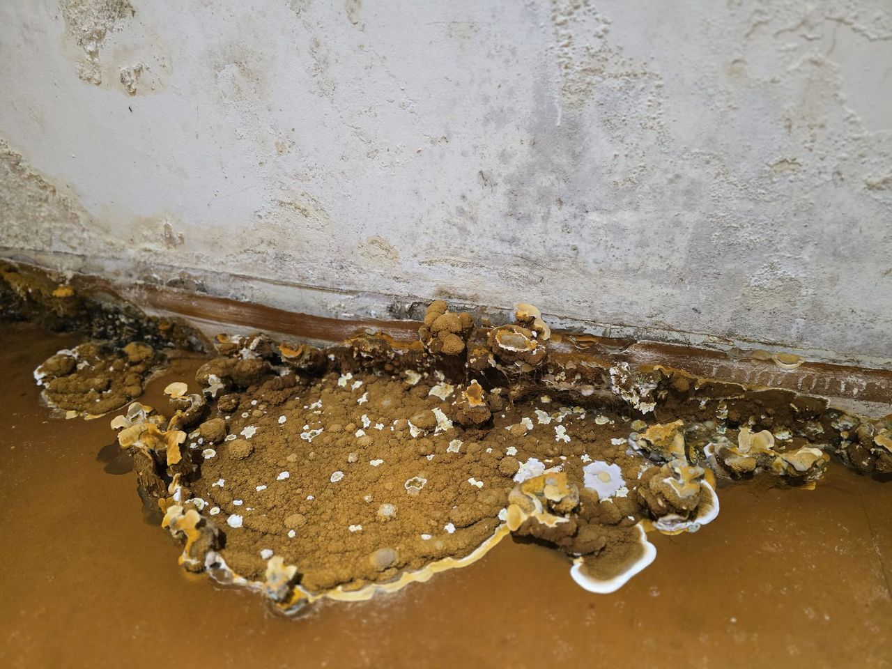 Dry Rot