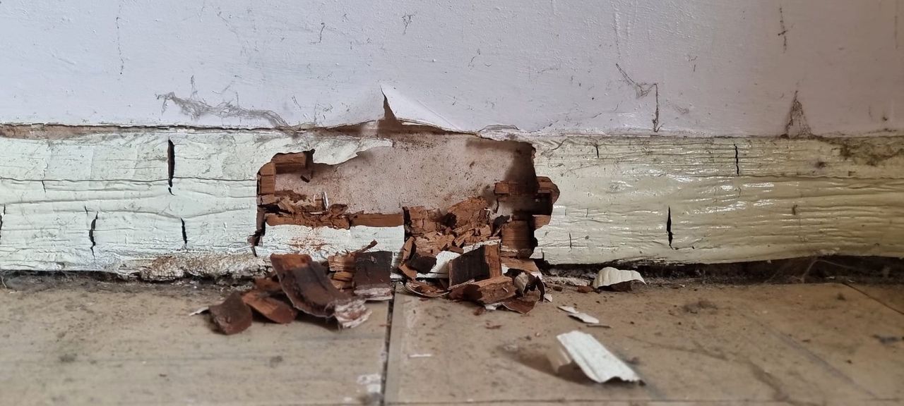 section of skirting board rotting