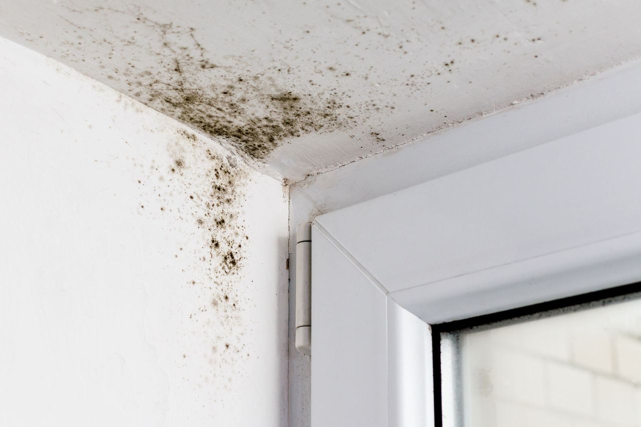 mould in corner of window