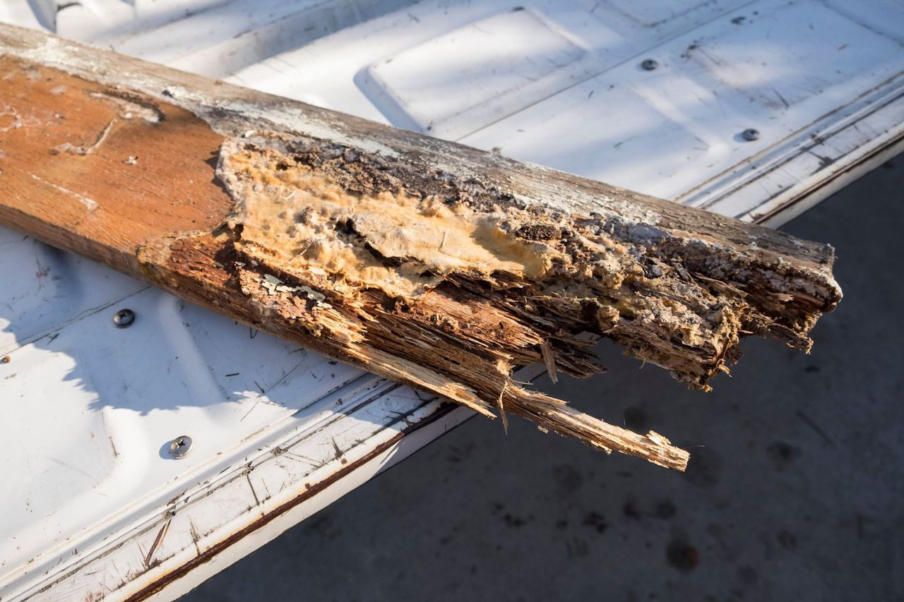 Rotting Timber