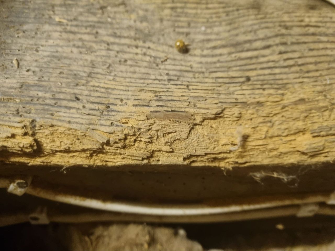 Timber with Dry rot