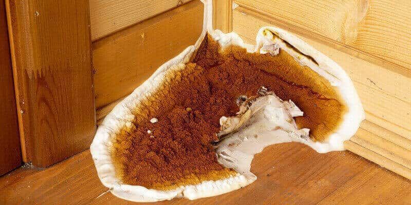 Penetrative dry rot