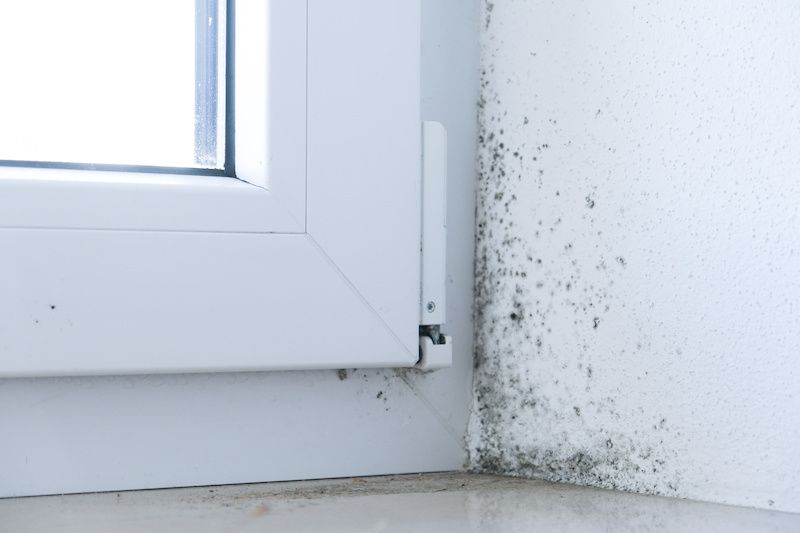 mould on wall by window