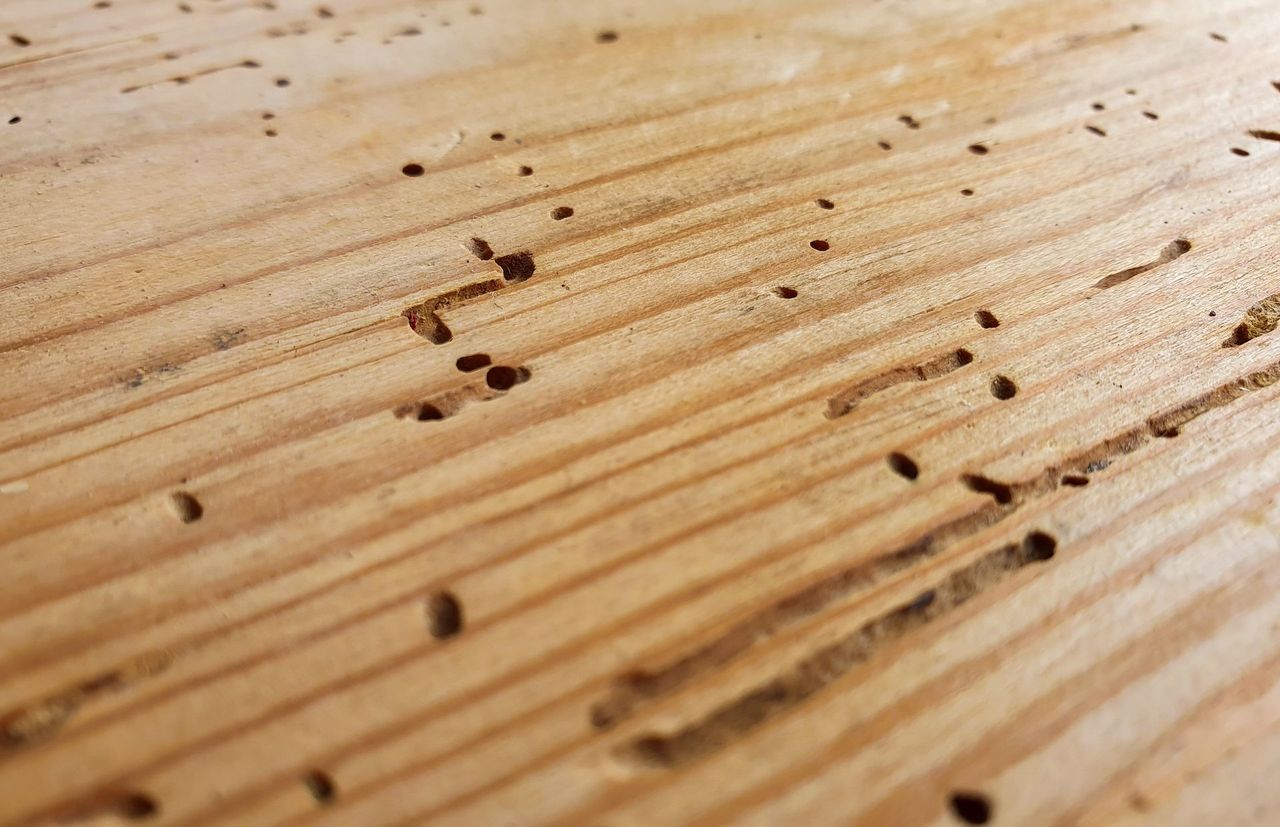 woodworm holes in timber
